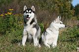 SIBERIAN HUSKY 870